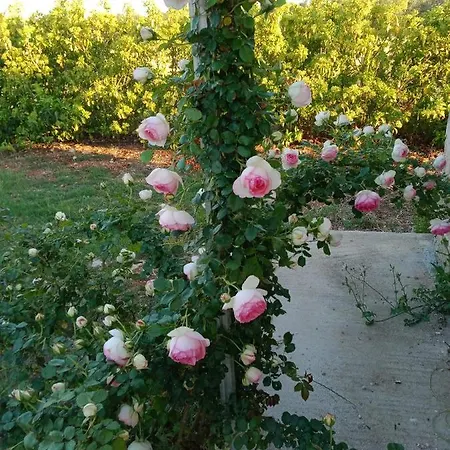 Il Giardino Dei Tramonti Bed & Breakfast Nardo