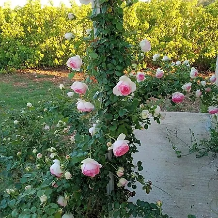 Il Giardino Dei Tramonti 4* Nardò